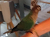 Conure parrot
