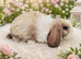 Exceptional mini plush lop buck kit. SOLD