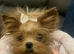 Teacup Asian Gold Dust Yorkie ONLY 1kg