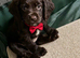 cocker spaniel puppies chocolate&tan