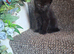 Kittens for sale black , black&white, ginger