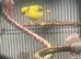 Fife canaries x 2