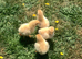 Buff Orpington Fertile Hatching Eggs