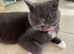 British Shortfur kittens 2 female & 4 male (sold 1 Boy)