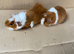 Baby Male Teddy Guinea Pigs