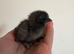 Day old silkie chicks for sale