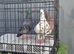 3 racing Pigeons