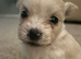 Malchi puppies