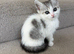 Stunning kittens looking for their forever homes