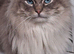 Beautiful TICA registered Ragdoll Kittens