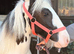 12mth cob filly