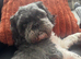 Stunning Shih Tzu male for stud