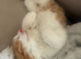 3 ginger and white boys ready for rehoming :)