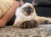 Female ragdoll 8months old
