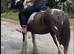 For sale Maya 13hh 6yo cob mare