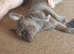 Frenchie