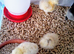 RARE CITRON SILKIE HATCHING EGGS