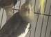 Cockatiel pair