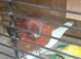 Red black canaries