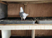 Iranian pigeons
