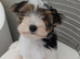Chunky Biewer Terrier puppies.