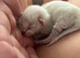 Ragdoll seal point kittens born 19/07/26
