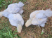 Trio of Porcelain Booted Pekin Bantams