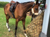 7 year old 16.2 bay mare lovely ride