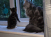 Stunning Female Kitten