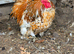 Pekin millefleur Cockerell