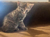 Beautiful tabby kittens available