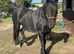 For part loan to stay at same stables