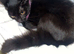 16 week old kittens