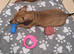 Miniature dachshund girl pra clear 10 weeks old looking for her 5* home