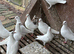 White young racing pigeons