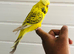 Beautiful semi hand tame exhibition budgies.