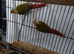 Pair of pineapple conures