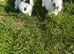 Lionhead Rabbits