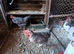 Two Lovely Cream Legbar hens female Blue egg layers