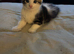 4 beautiful kittens looking for there forever homes