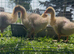 Embden goslings for sale