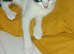 2 brother kittens