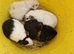 Male & Female guinea pigs available now