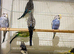 Budgie for sale