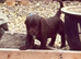 Cocker spaniel boys