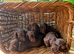 Cocker spaniel puppies