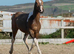 2025 Buckskin Tobiano Gelding