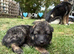Puppies