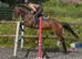 16.1hh | 9yo Mare | By Yeats