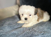 Beautiful imperial Shih Tzu LAST FEMALE